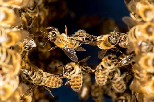 Včelí svět zahajuje sezónu 2023