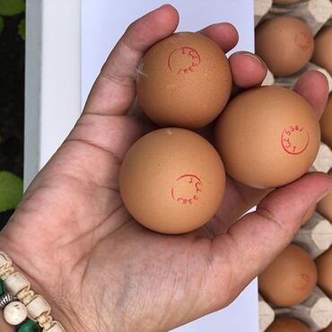 Domácí vejce z volného chovu